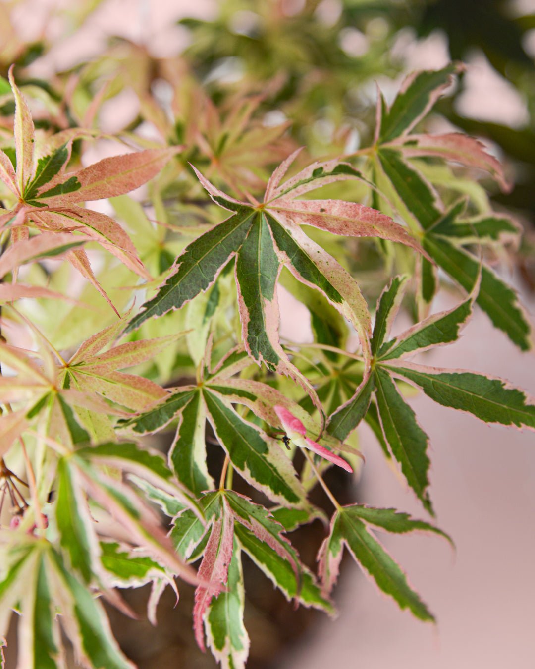 Arce Palmatum Shirazz M - Pur Plant