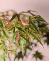 Arce Palmatum Shirazz M - Pur Plant