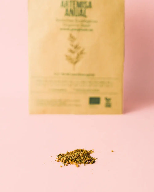 artemisa-anual-semillas