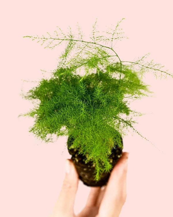 Cómo Cuidar Asparagus Plumosus