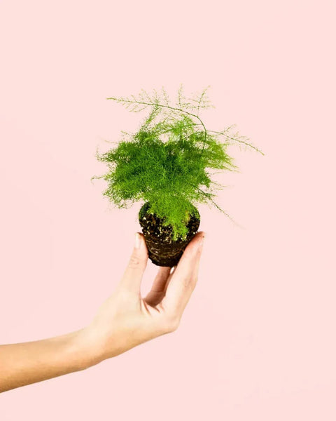 Asparagus Plumosus Mini