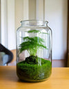 Asparagus Plumosus Mini - Pur Plant