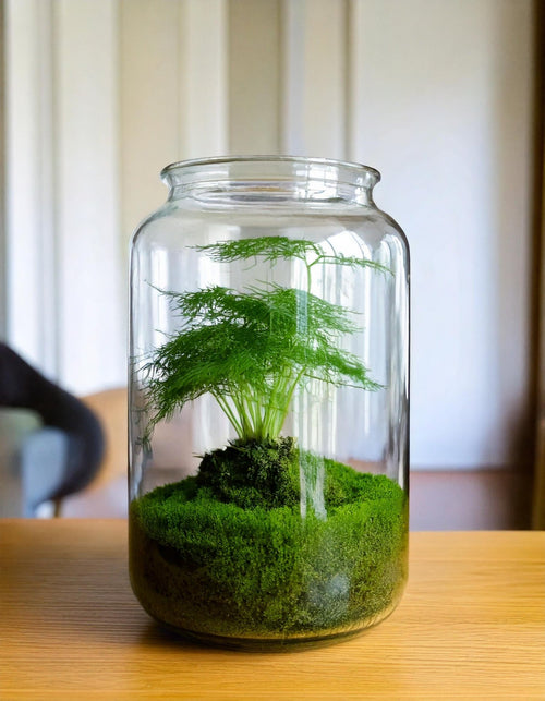 Asparagus Plumosus Mini - Pur Plant