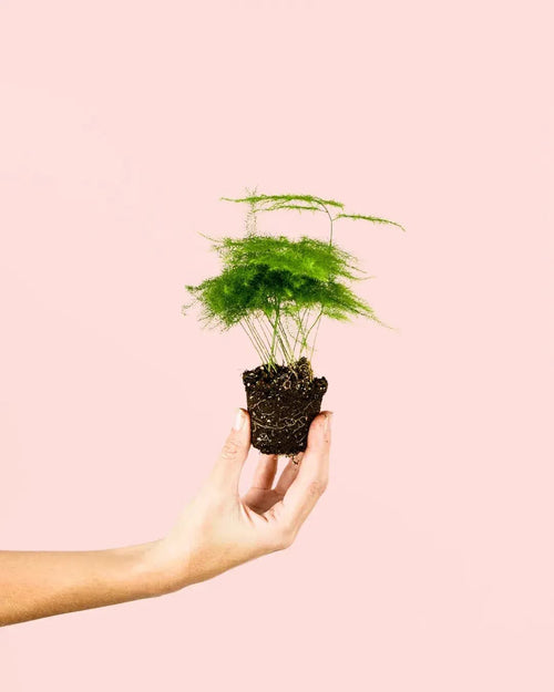 Asparagus Plumosus Mini - Pur Plant
