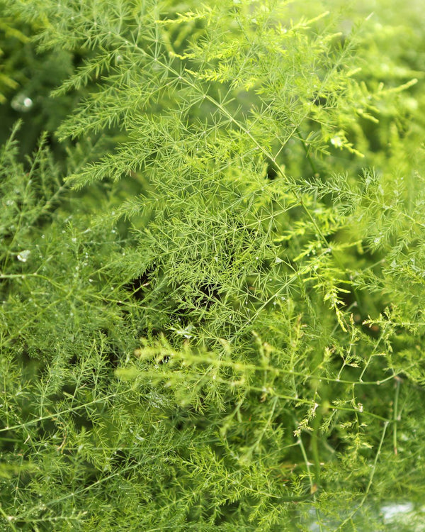Problemas Asparagus Plumosus