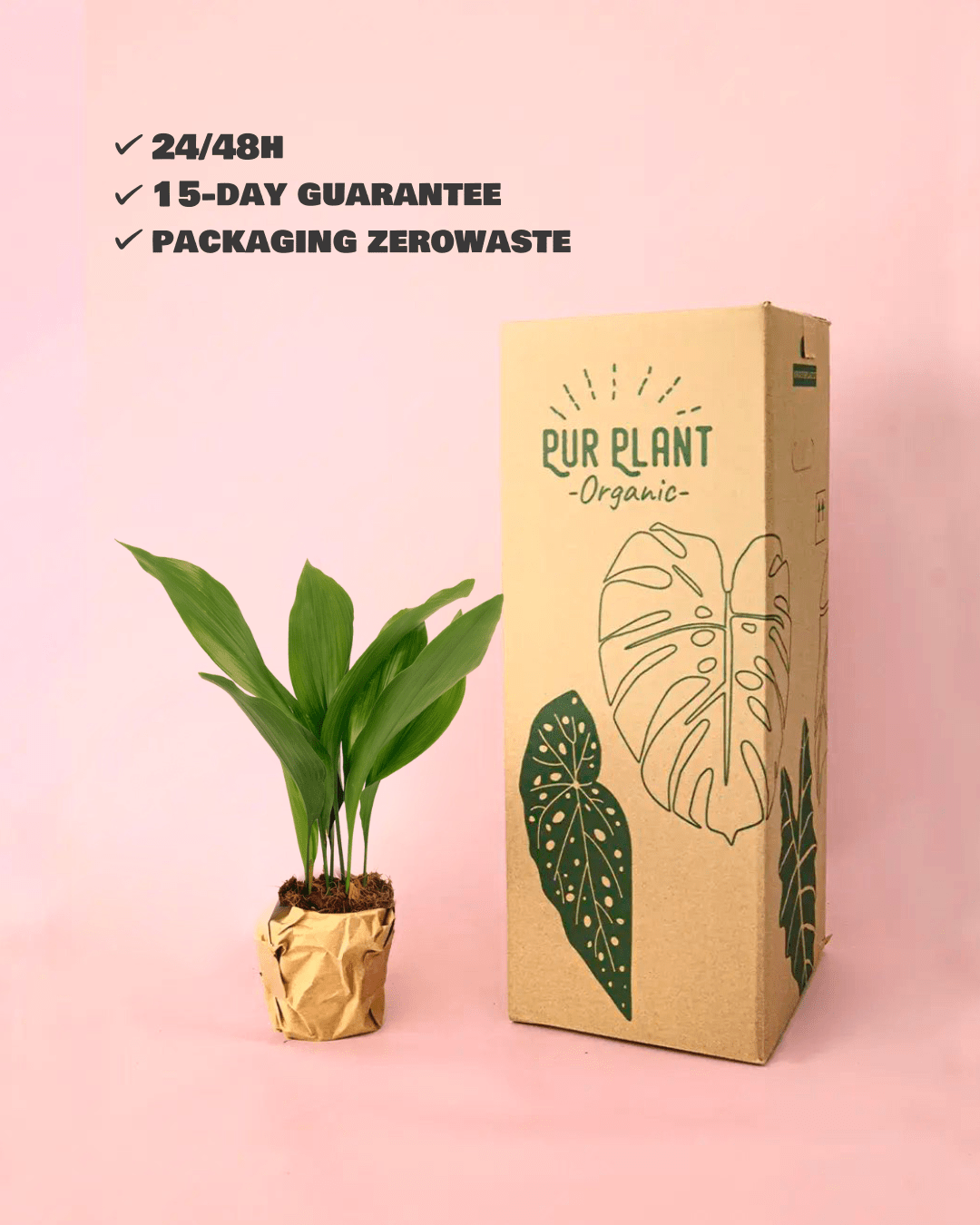Aspidistra Elatior M - Pur Plant