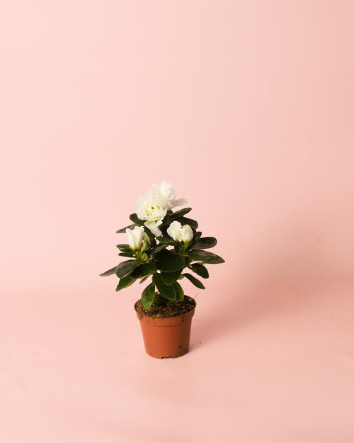 Azalea – Rododendron Blanco Mini - Pur Plant