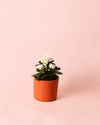 Azalea – Rododendron Blanco Mini - Pur Plant
