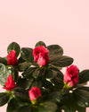 Azalea – Rododendron Rojo Mini - Pur Plant