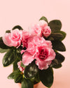 Azalea – Rododendron Rosa Mini - Pur Plant