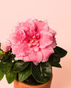 Azalea – Rododendron Rosa Mini - Pur Plant