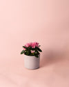 Azalea – Rododendron Rosa Mini - Pur Plant