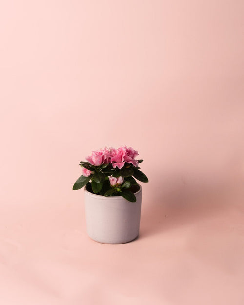 Azalea – Rododendron Rosa Mini - Pur Plant