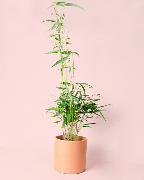 bambú maceta