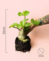 Baobab Mini - Pur Plant