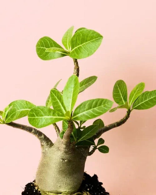 Baobab Mini - Pur Plant