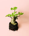 Baobab Mini - Pur Plant