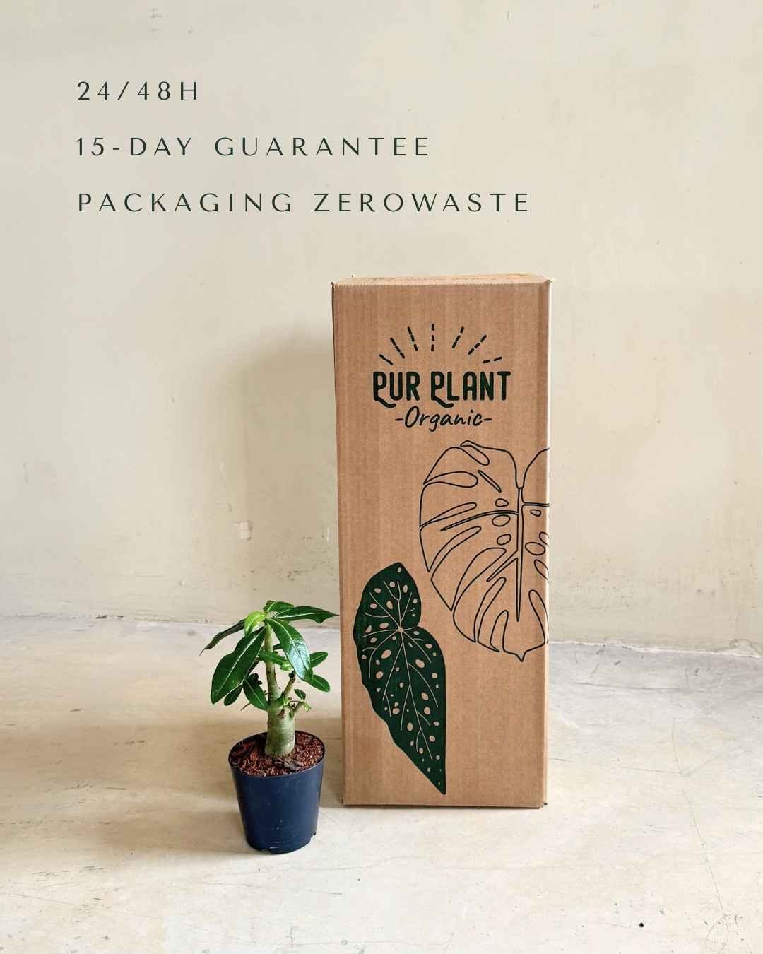 Baobab Mini - Pur Plant