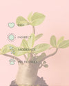 Baobab Mini - Pur Plant