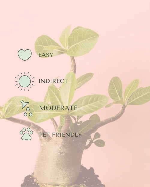 Baobab Mini - Pur Plant