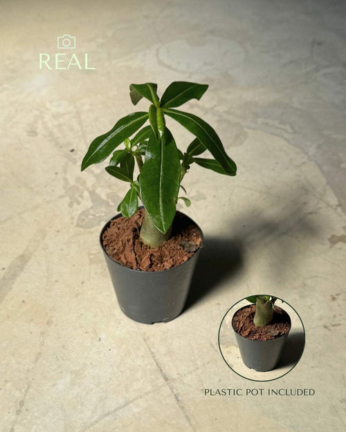 Baobab Mini - Pur Plant