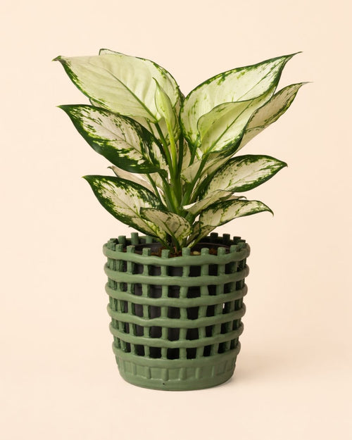 Basket – Maceta Cerámica Verde M 13 cm - Pur Plant