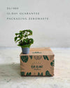 bebe-pilea-moon-valley-packaging