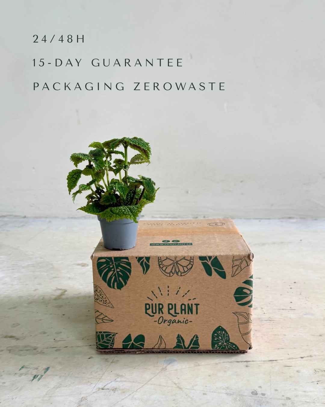 bebe-pilea-moon-valley-packaging