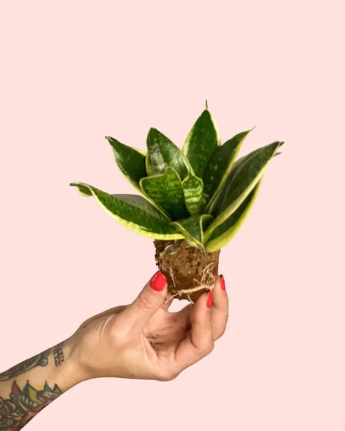 bebe-sanseviera-golden-planta_2