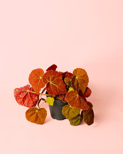 Begonia Autumn Ember M - Pur Plant