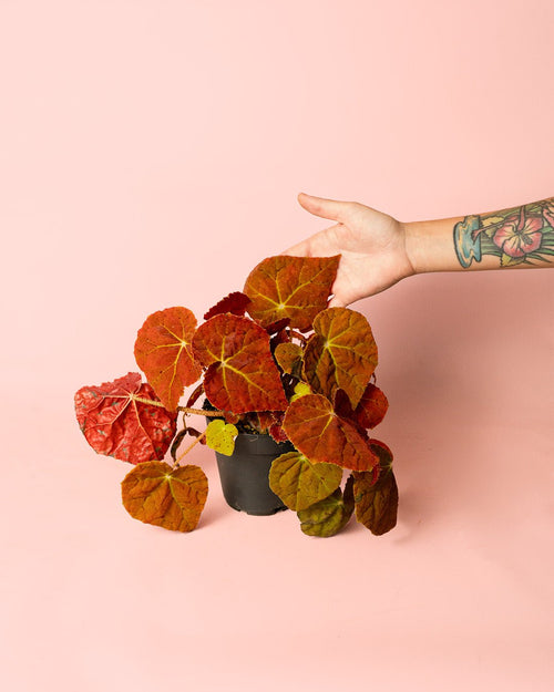 Begonia Autumn Ember M - Pur Plant