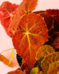 Begonia Autumn Ember M