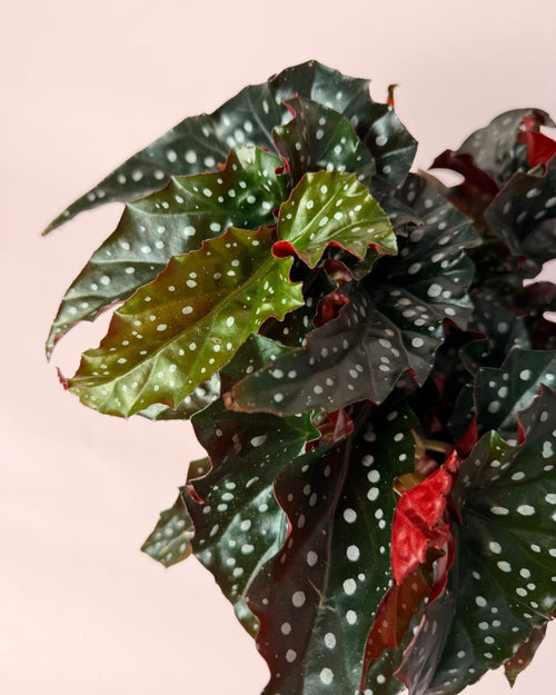 Begonia Black Forest M - Pur Plant
