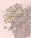 begonia black forest real cuidados