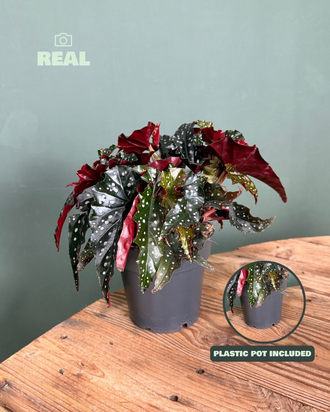 begonia black forest real