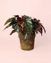 begonia black forest