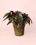 Begonia Black Forest M