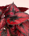 Begonia Blade – Rex Red Kiss M - Pur Plant