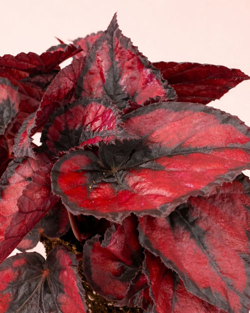 Begonia Blade – Rex Red Kiss M - Pur Plant