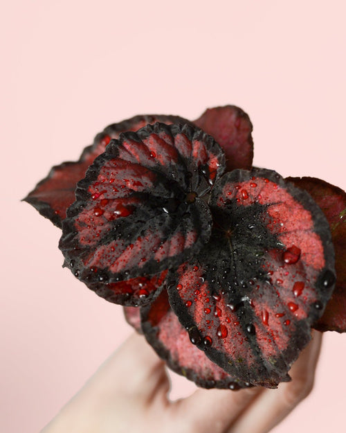 Begonia Blade – Rex Red Kiss Mini - Pur Plant