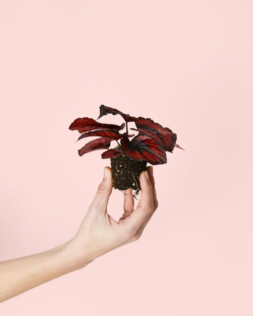 Begonia Blade – Rex Red Kiss Mini - Pur Plant