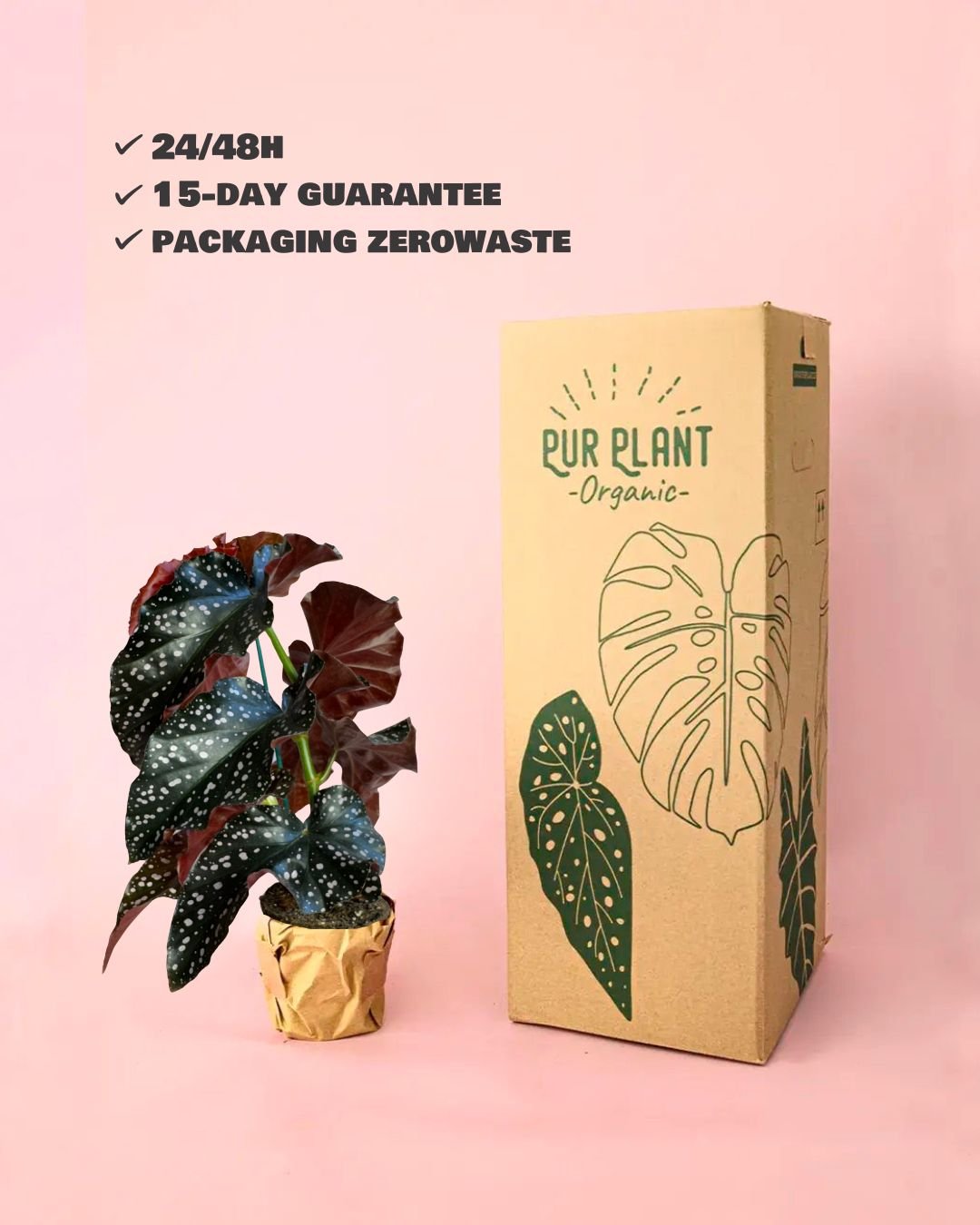 Begonia Cracklin Rosie M - Pur Plant