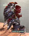 Begonia Cracklin Rosie M - Pur Plant
