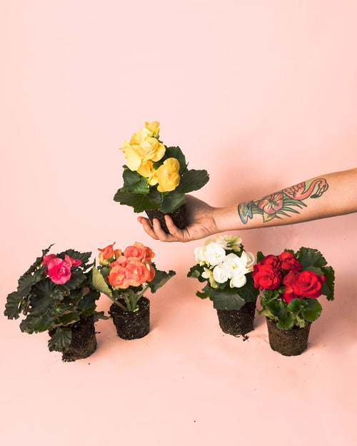 Begonia Elatior Mix Mini - Pur Plant