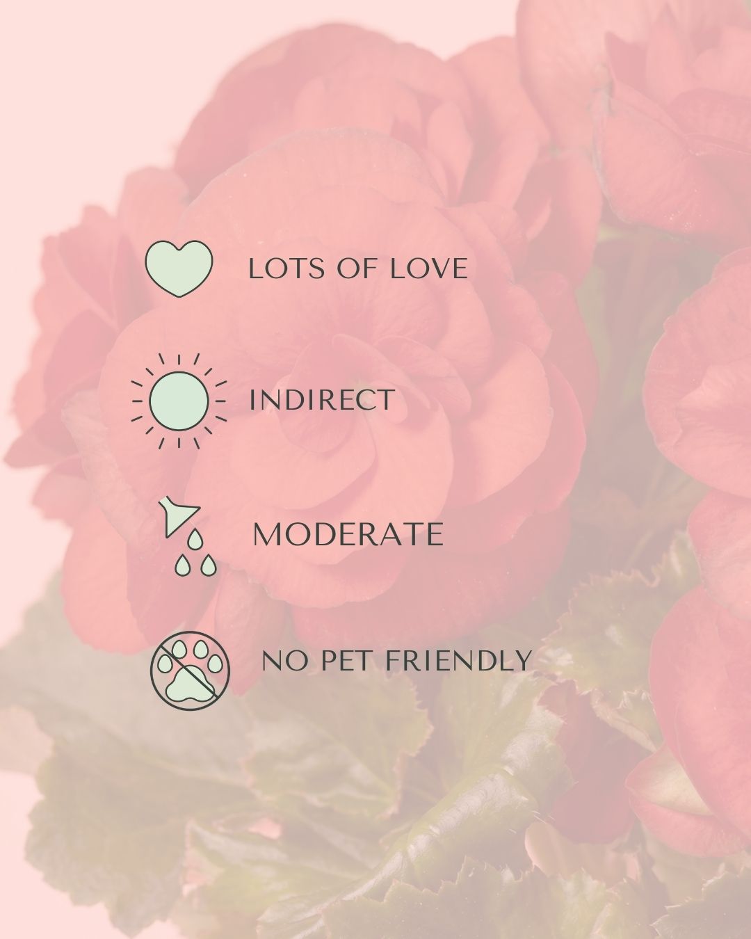 begonia-elatior-mix-mini-care
