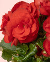begonia-elatior-mix-mini-detail