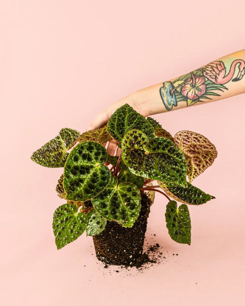 Begonia Ferox M - Pur Plant