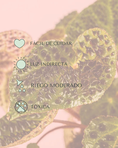 Begonia Ferox M - Pur Plant