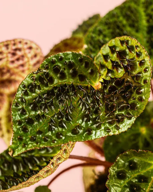 Begonia Ferox M - Pur Plant