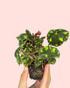 Begonia Rex Frog Cleopatrae Mini